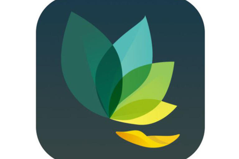 Oak Meditation Leaf Logo