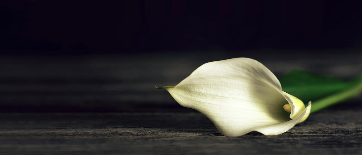 calla lily on dark wooden background