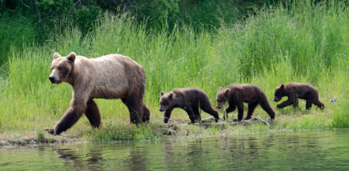 Mother bear walking next to a river with 3 of her cubs walking behind her