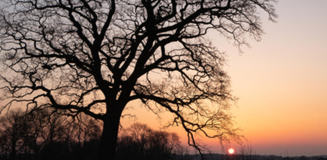 silhouette of a bare tree at sunset, tree funeral, natural cemetery