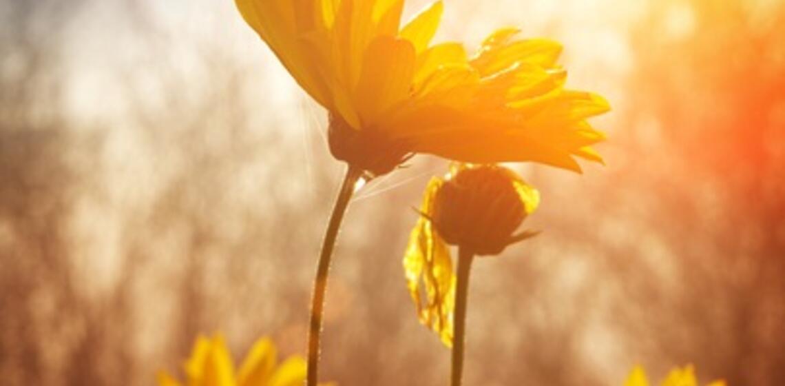 Yellow flower blooming towards to rays of the sun