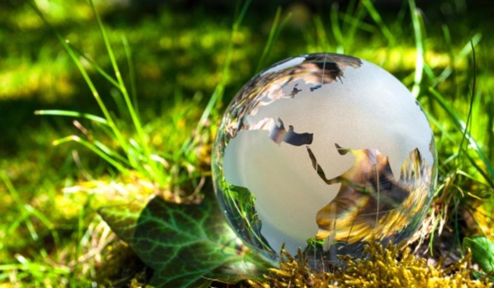 A drop of water sits on a mossy tree trunk