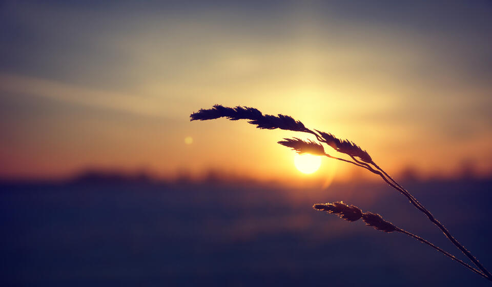 A stalk of wheat in shadow backlit by a sunrise