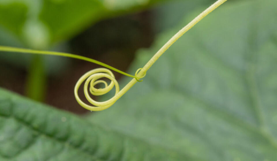A vine that grows round and round.