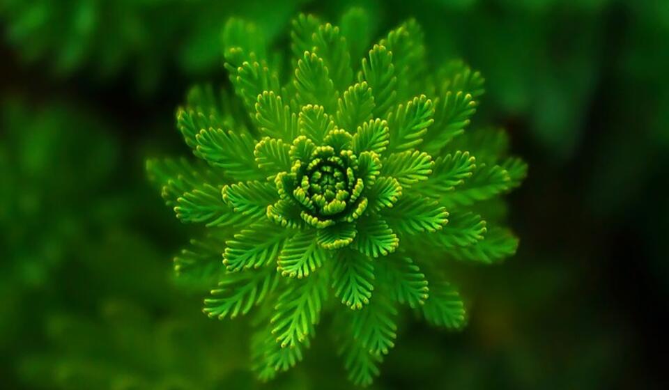 Fern, Leaves, Foliage image in perfect symmetry