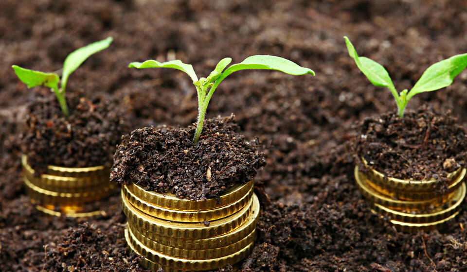 Coins in soil with seedlings growing out of them