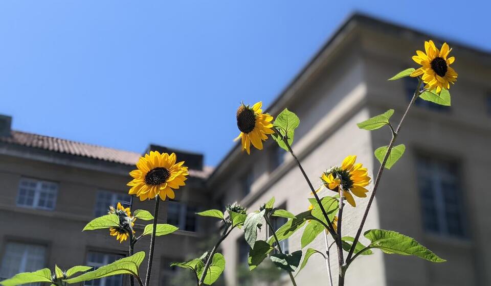 Sunflowers growing in UC Berkeley's Staff Garden