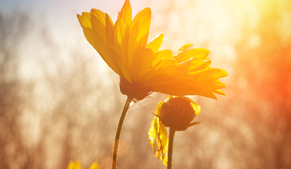 Flowers blooming in a spring sun