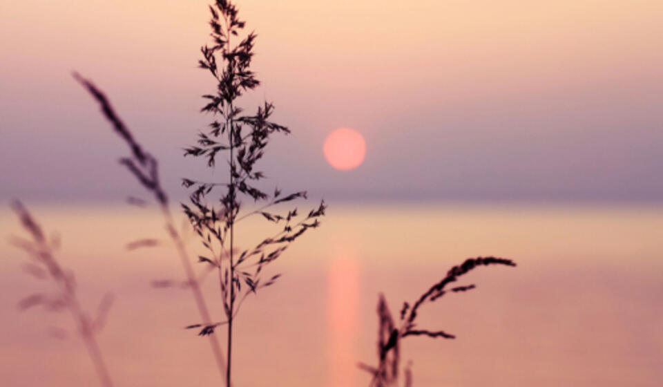 Lavender grows against a purple pink sunset