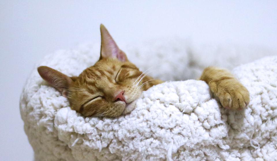 Sleeping cat on white bedding